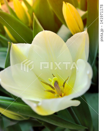 Flower, tulip and bud in outdoor nature, horticulture and conservation of meadow in bush. Plant, petal and growth in countryside for ecology, blossom and leaves or botany for environment on travel 141971178