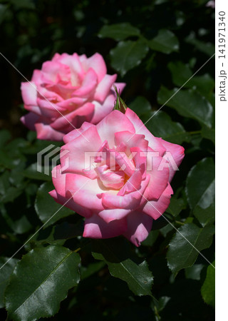 凛　バラの花 141971340