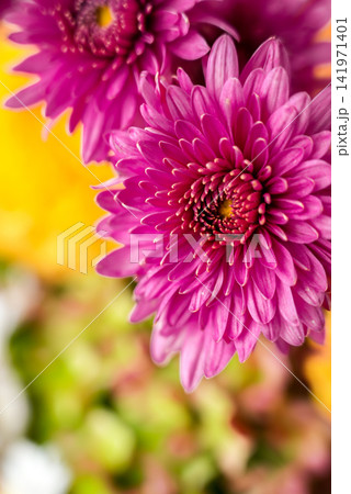 Selective focus Bush of autumnal orange red chrysanthemums and violet dahlia hydrangea. Fall garden beautiful flowers bouquet background. Blooming blossom thanksgiving day arrangement basket 141971401