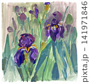 Expressive gouache painting of purple irises in a garden Expressive gouache painting of purple irises in a garden 141971846