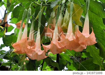 熱帯アメリカ原産の大きなラッパ状の花が沢山垂れ下がって咲いている姿が綺麗なエンジェルトランペット 熱帯アメリカ原産の大きなラッパ状の花が沢山垂れ下がって咲いている姿が綺麗なエンジェルトランペット 141971899