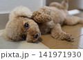 無防備で見つめるトイプードル 141971930
