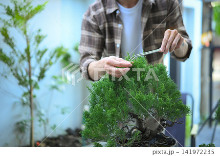 A man making bonsai pruning with precision care and craftsmanship 141972235