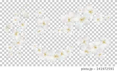 Hydrangea watercolor set. Collection of white hydrangea flowers and blossoms isolated on background. Botanical clipart for weddings, stationery and floral designs. Hydrangea watercolor set. Collection of white hydrangea flowers and blossoms isolated on background. Botanical clipart for weddings, stationery and floral designs. 141972591