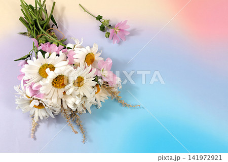 Bouquet of white daisies and mallow on bright sunny background, summer and autumn product advertising banner, abstract floral arrangement, flat lay still life, autumn holiday card with space for text Bouquet of white daisies and mallow on bright sunny background, summer and autumn product advertising banner, abstract floral arrangement, flat lay still life, autumn holiday card with space for text 141972921
