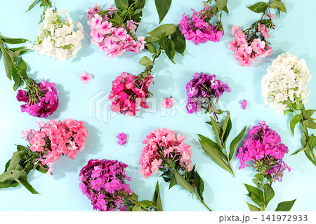 Pattern of different varieties of phlox on a bright sunny background, advertising banner for summer and autumn products, abstract floral arrangement, flat lay still life, autumn holiday card. Pattern of different varieties of phlox on a bright sunny background, advertising banner for summer and autumn products, abstract floral arrangement, flat lay still life, autumn holiday card. 141972933