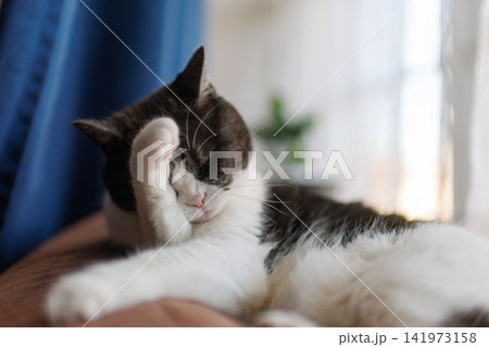 顔を洗う猫 141973158