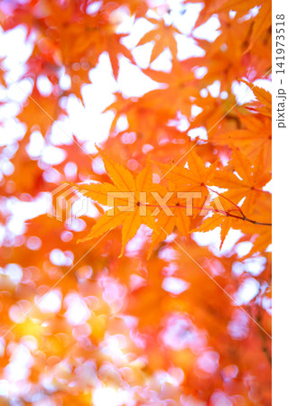 紅葉 紅葉 141973518