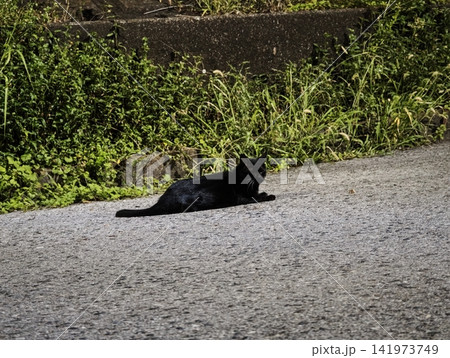 路地でくつろぐ黒猫 路地でくつろぐ黒猫 141973749