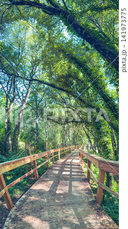 Wooden boardwalk trail in Pigeiros Portugal Wooden boardwalk trail in Pigeiros Portugal 141973775