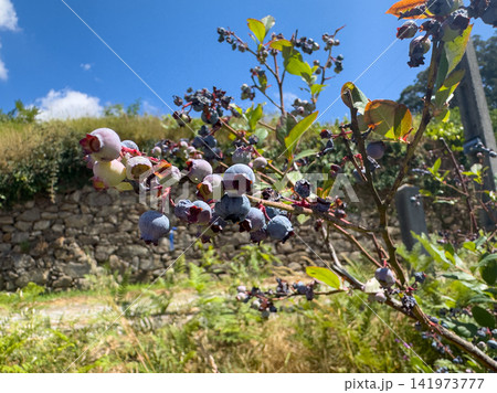 Fresh blueberries ripen on the branch under a vibrant blue summer sky in this sunny orchard view captured 141973777