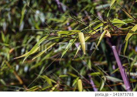 Green Phyllostachys Bamboo Leaves on Slender Branch Green Phyllostachys Bamboo Leaves on Slender Branch 141973783