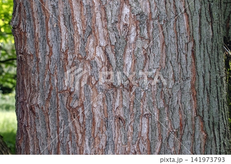 Mature Silver Maple Acer saccharinum Bark with Deep Fissures Mature Silver Maple Acer saccharinum Bark with Deep Fissures 141973793