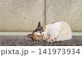 日向ぼっこして寛ぐご機嫌な三毛猫 141973934