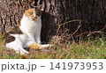 カメラ目線で寛ぐ可愛い猫様 141973953