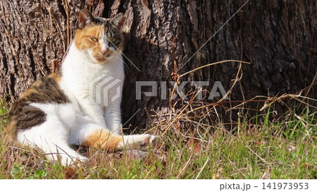 カメラ目線で寛ぐ可愛い猫様 カメラ目線で寛ぐ可愛い猫様 141973953