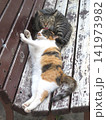 いつもラブラブなあざと可愛い三毛猫たち 141973982
