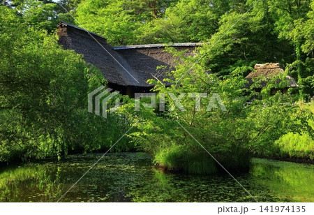 新緑の季節の忍野八海の茅葺 141974135
