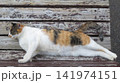 ベンチで寛ぐ三毛の美猫 141974151