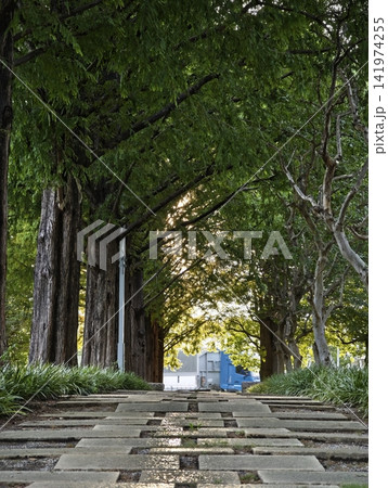 木漏れ日の石畳の道 木漏れ日の石畳の道 141974255
