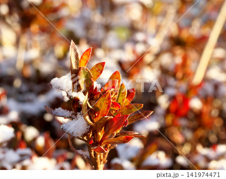 葉に薄ら積もる雪 葉に薄ら積もる雪 141974471