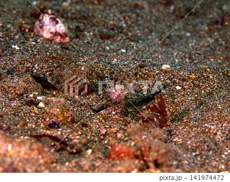 砂地で周辺に擬態する小魚 砂地で周辺に擬態する小魚 141974472