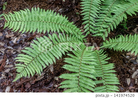 渦巻いた新芽が出るオシダはシダ植物の一つ【オシダ科】 渦巻いた新芽が出るオシダはシダ植物の一つ【オシダ科】 141974520