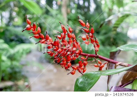 花序と花柄が赤い珊瑚のように見えるウラベニサンゴアナナス 花序と花柄が赤い珊瑚のように見えるウラベニサンゴアナナス 141974526