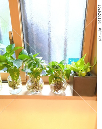 ポトス 水耕栽培 挿し木 発根 窓辺のガラス瓶 観葉植物 水栽培 丁寧な暮らし 清涼感 ポトス 水耕栽培 挿し木 発根 窓辺のガラス瓶 観葉植物 水栽培 丁寧な暮らし 清涼感 141974705