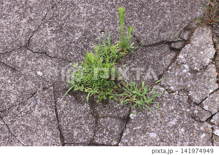 コンクリートの亀裂から生える雑草 コンクリートの亀裂から生える雑草 141974949
