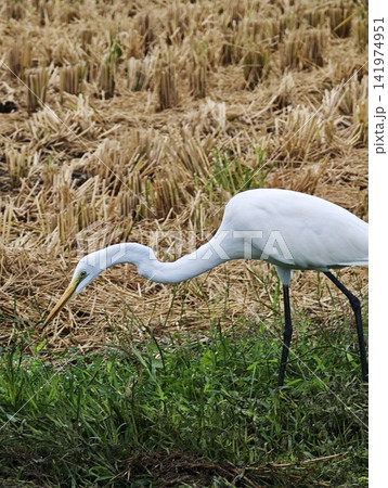 稲刈り後の田んぼと白鷺 稲刈り後の田んぼと白鷺 141974951