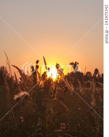 Morning sunlight filters through the dense canopy of a lush forest, casting warm rays over misty air and vibrant foliage. A serene and magical start to the day in nature's quiet embrace. 141975342