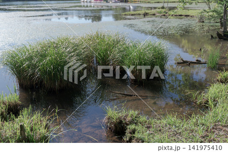 湿地 水草 湖 水辺 湖畔 新緑 自然風景 草 原風景 湿原 夏 湿地 水草 湖 水辺 湖畔 新緑 自然風景 草 原風景 湿原 夏 141975410