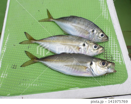 釣り上げた天然の鯵 釣り上げた天然の鯵 141975769