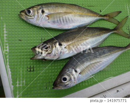 釣り上げた天然の鯵 釣り上げた天然の鯵 141975771