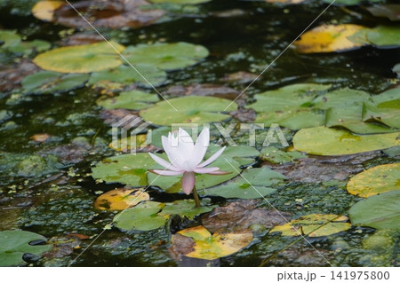 公園のハスの花 公園のハスの花 141975800