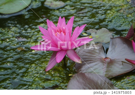 公園のハスの花 公園のハスの花 141975803