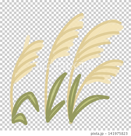 A bunch of pampas grass A bunch of pampas grass 141975823