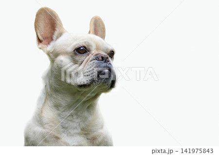 Cute purebred french bulldog Cute purebred french bulldog 141975843