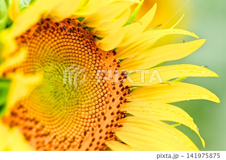 夏の花　ひまわり 141975875