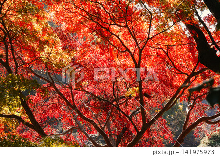晴れた日の見事なまでに真っ赤に紅葉した木 141975973