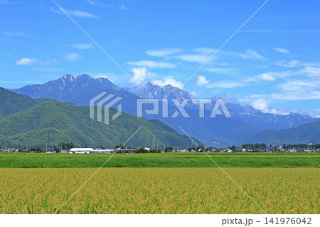 夏の北アルプス後立山連峰 141976042