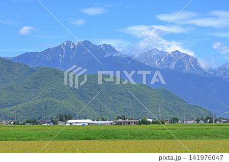 夏の北アルプス後立山連峰 夏の北アルプス後立山連峰 141976047