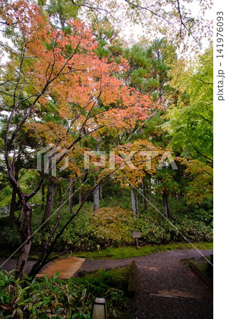 色づき始めた木々と初秋の林道風景 色づき始めた木々と初秋の林道風景 141976093