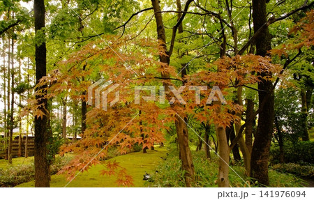 紅葉が色づき始めた日本庭園の秋景色 紅葉が色づき始めた日本庭園の秋景色 141976094