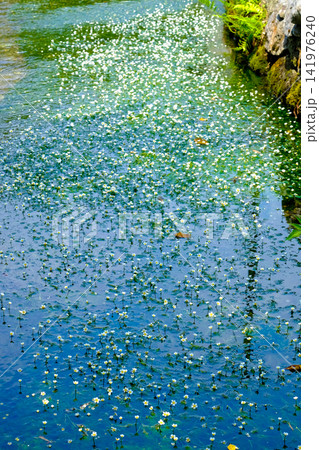 水面に浮かぶバイカモの花びら（縦） 141976240