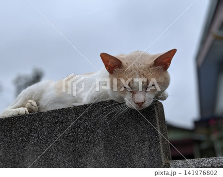 塀の上の昼寝猫 塀の上の昼寝猫 141976802