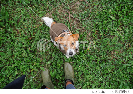 Small dog looking up at owner during walk across grassy ground. Small dog looking up at owner during walk across grassy ground. 141976968
