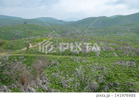 山口県/ 新緑のカルスト台地「秋吉台」(秋吉台カルスト台地)の絶景 山口県/ 新緑のカルスト台地「秋吉台」(秋吉台カルスト台地)の絶景 141976988
