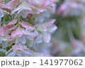 雨に濡れたピンクの紫陽花 141977062